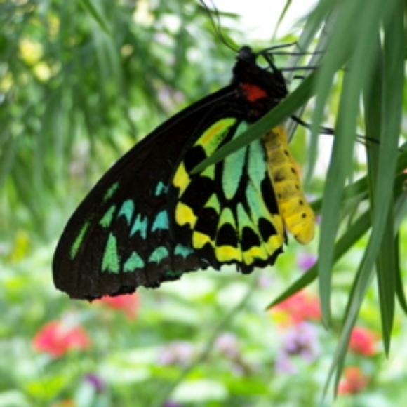 Meet your Posher, Sheri - Picture 1 of 2